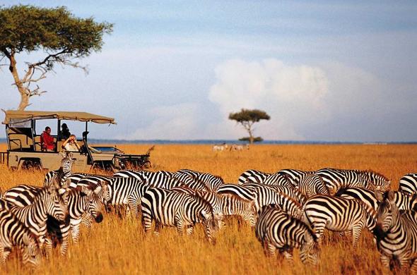 Maasai Mara Safari